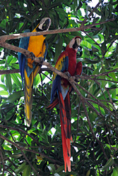 Scarlet-Macaw papegaaien