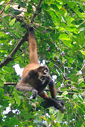 Corcovado excursie - spider monkey