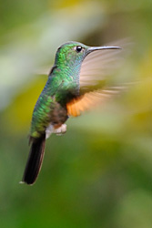 Kolibri hovert in de lucht
