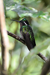 Groene kolibri draait kop zodat je paars en kobaltblauw ziet