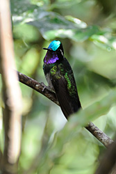Groene kolibri