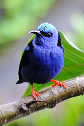 Blauw klein vogeltje met rode pootjes