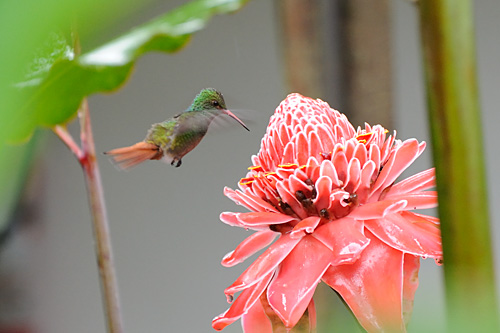 Kolibri hovert bij bloem