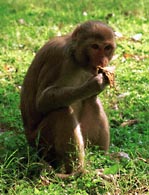 A lot of monkeys inside Agra Fort!