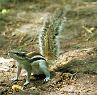 A squirrel, interested in the hand of our guide in the National Park