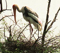 Gekleurde ooievaar op z'n nest