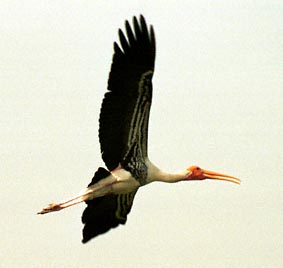 Painted Stork