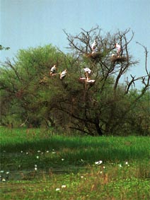 Keoladeo National Park, gekleurde ooievaars