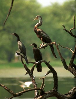 Keoladeo National Park, some kind of Cormorant(?)