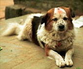 A very devout dog, even dogs get their share of orange paint.