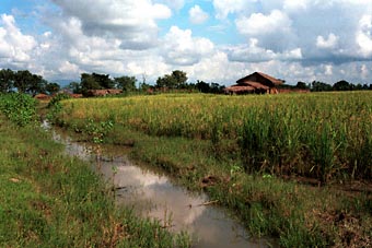 Uitgestrekte velden, Chitwan National Park, zie de volgende pagina.