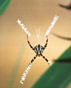 Sorry, we zagen niet alleen vlinders en bloedzuigers, maar ook deze spin in z'n ingewikkelde web.