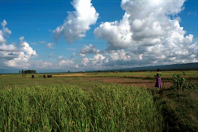 Uitkijken over mijn velden, Chitwan National Park