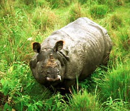 Hallo! Deze neushoorn zagen we vanaf een olifant, zie de volgende pagina.