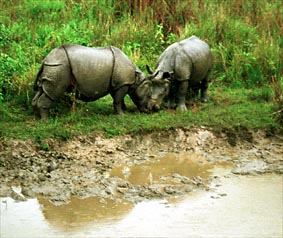 Two rhino's making love!