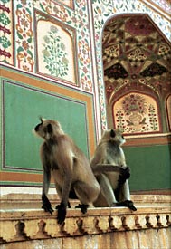 Monkeys interested in the splendid colors of Amber Fort(?)