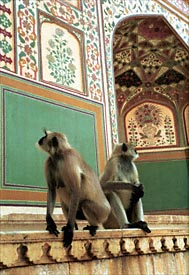 Apen, zeer geinteresseerd in de prachtige kleuren in Amber Fort (?)