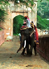 Elephants walking up to Amber Fort