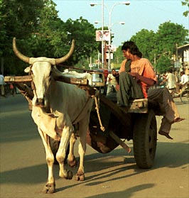 Verkeer in Jaipur