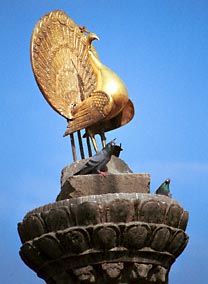 Golden peacock, Swayambhunath