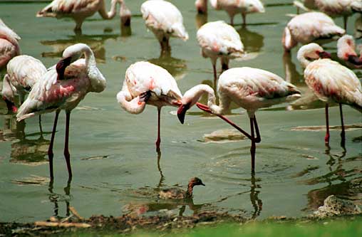Flamingo's in Crater Lake