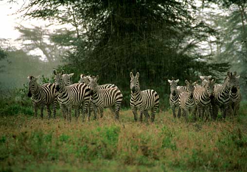 Zebra's staren naar ons in de stromende regen