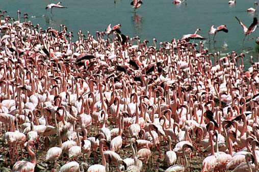 Geen plaatsje meer vrij op het strand! Flamingo's bij lake Bogoria.
