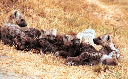Nu zijn ze nog lief! Volwassen hyena's zijn echter geen populaire dieren.