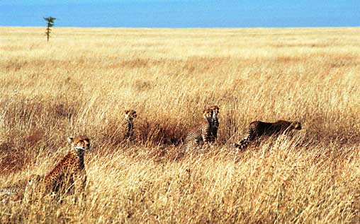 Op deze foto zie je zes Cheeta's als je goed kijkt, in totaal waren er zelfs zeven op jacht!