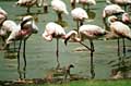 Klik hier om de flamingo's van dichtbij te bekijken! (36kb)