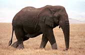 Een olifant gaat ons pad oversteken. Hij trekt zich niets aan van de vele jeepjes die hem bewonderen!
