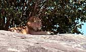 Leeuw kijkt uit over zijn koninkrijk vanaf zijn 'kopje' 