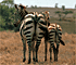 Zebra spiegelkontjes